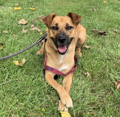SCARLETT - Labrador Retriever available for adoption