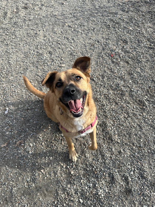 SCARLETT - Labrador Retriever available for adoption