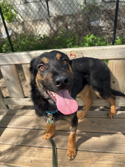 adoptable Dog in Elmsford, NY named Pollo