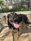 adoptable Dog in  named Pollo