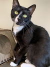 adoptable Cat in elmsford, NY named Gordo