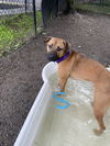 adoptable Dog in elmsford, NY named Dazzle