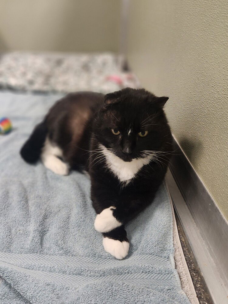 adoptable Cat in Elmsford, NY named King Leo