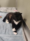 adoptable Cat in elmsford, NY named King Leo