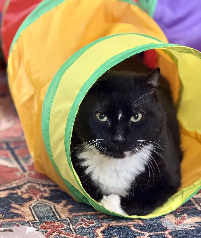 King Leo - Domestic Short Hair