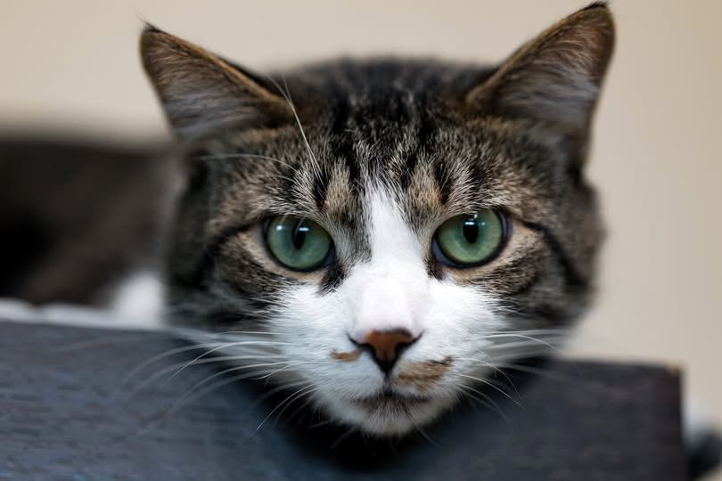 adoptable Cat in Elmsford, NY named Lil Frank