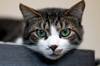 adoptable Cat in elmsford, NY named Lil Frank