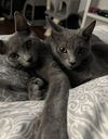 adoptable Cat in elmsford, NY named Lurch & Kitty Kat **Courtesy Post