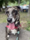 adoptable Dog in  named Katie