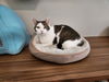 adoptable Cat in elmsford, NY named Pookie
