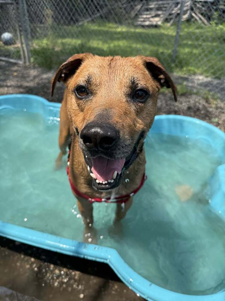 adoptable Dog in Elmsford, NY named Doc