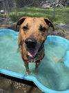 adoptable Dog in , NY named Doc