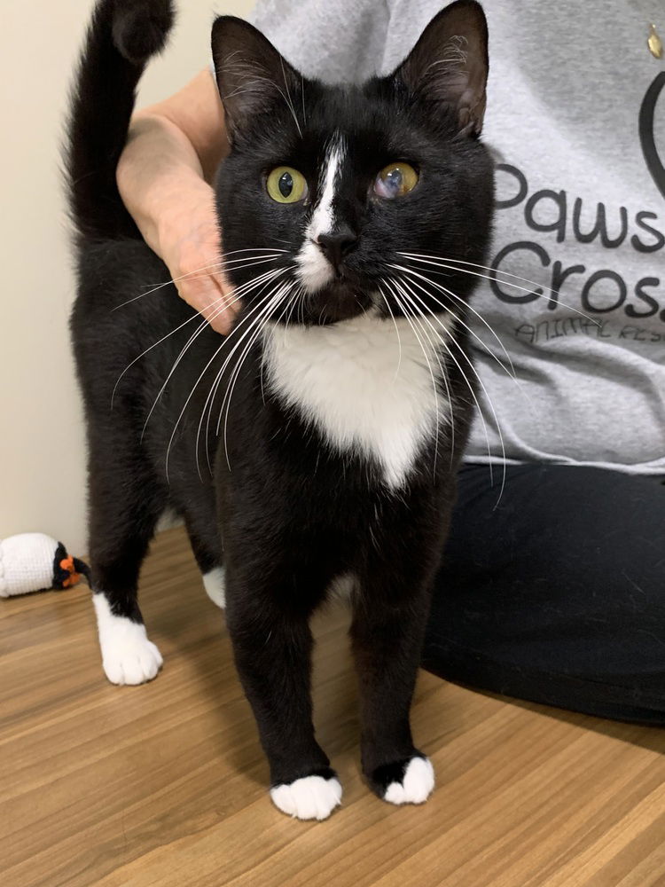 adoptable Cat in Elmsford, NY named Star