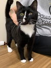 adoptable Cat in elmsford, NY named Star