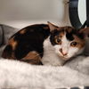 adoptable Cat in elmsford, NY named Sweetie Pie