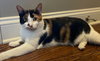 Sweetie Pie - Photo 2