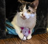 Sweetie Pie - Photo 4