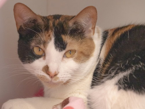 Sweetie Pie, an adoptable Domestic Short Hair in Elmsford, NY