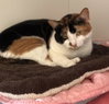 Sweetie Pie - Photo 2