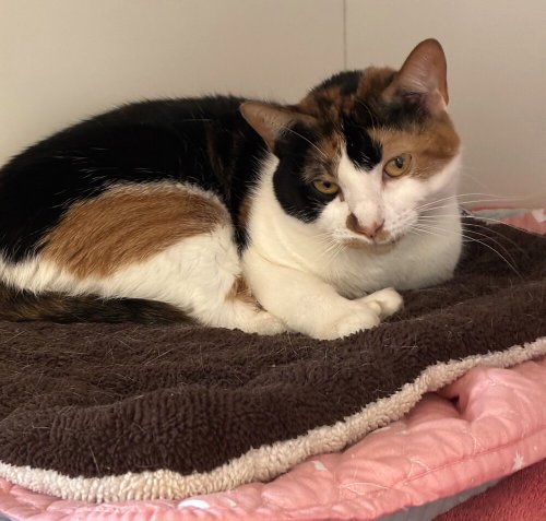 SWEETIE PIE - Domestic Short Hair available for adoption