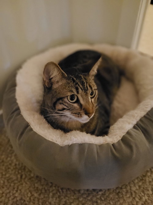 COCOA**COURTESY POST - Domestic Short Hair available for adoption