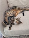 Cocoa**Courtesy Post - Photo 2