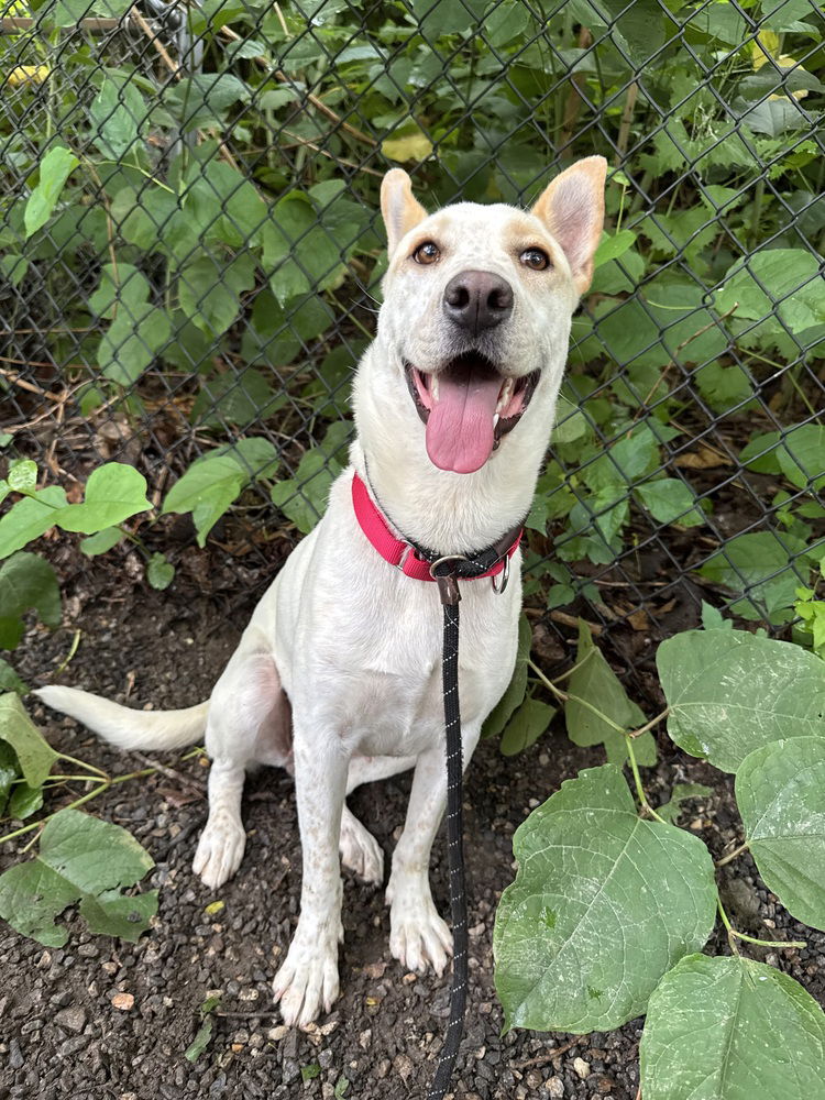 adoptable Dog in Elmsford, NY named Taffy