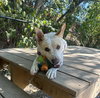Taffy - Photo 1