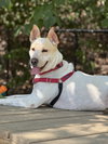 Taffy - Photo 2