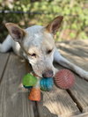 Taffy - Photo 3