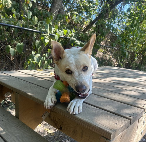 TAFFY - Shepherd available for adoption