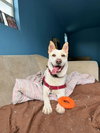 Taffy - Photo 1