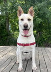 Taffy - Photo 3