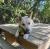 Taffy - Photo 4