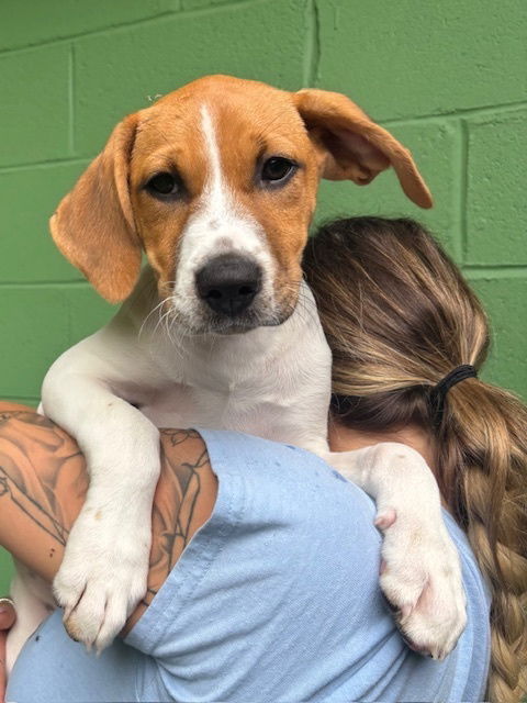 adoptable Dog in Elmsford, NY named Tiana