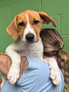adoptable Dog in  named Tiana