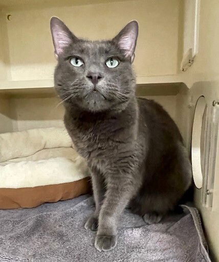 adoptable Cat in Elmsford, NY named Kirby