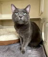 adoptable Cat in  named Kirby