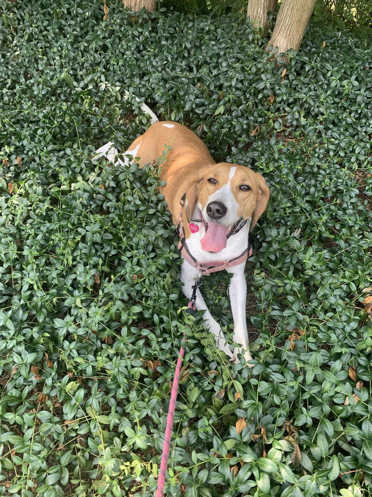 adoptable Dog in Elmsford, NY named Molly **Courtesy Post**