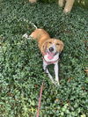 adoptable Dog in elmsford, NY named Molly **Courtesy Post**
