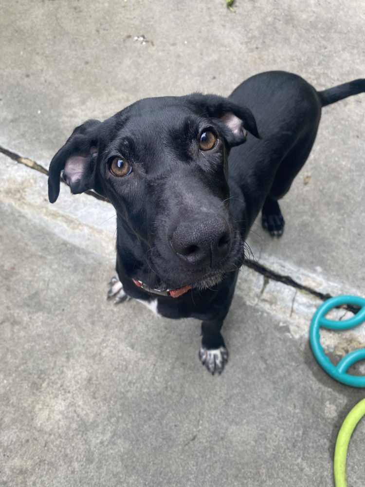 adoptable Dog in Elmsford, NY named Brighton Beach