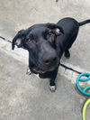 adoptable Dog in  named Brighton Beach