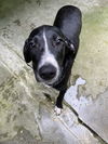 adoptable Dog in elmsford, NY named Montauk