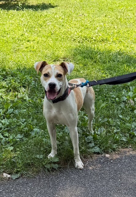 MARSHMELLO - Labrador Retriever / Hound available for adoption