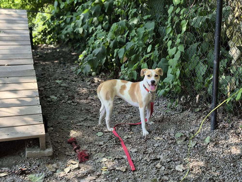 MARSHMELLO - Labrador Retriever / Hound available for adoption