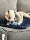 Marshmello - Photo 4