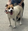 adoptable Dog in elmsford, NY named Trusty