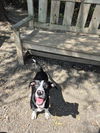 adoptable Dog in elmsford, NY named Jones Beach