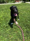 adoptable Dog in elmsford, NY named Kismet Beach
