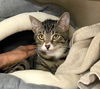 adoptable Cat in elmsford, NY named Mo